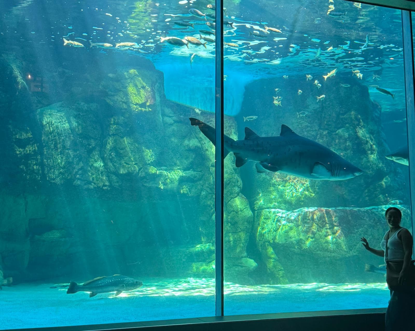 Cape Town galeri görseli 8