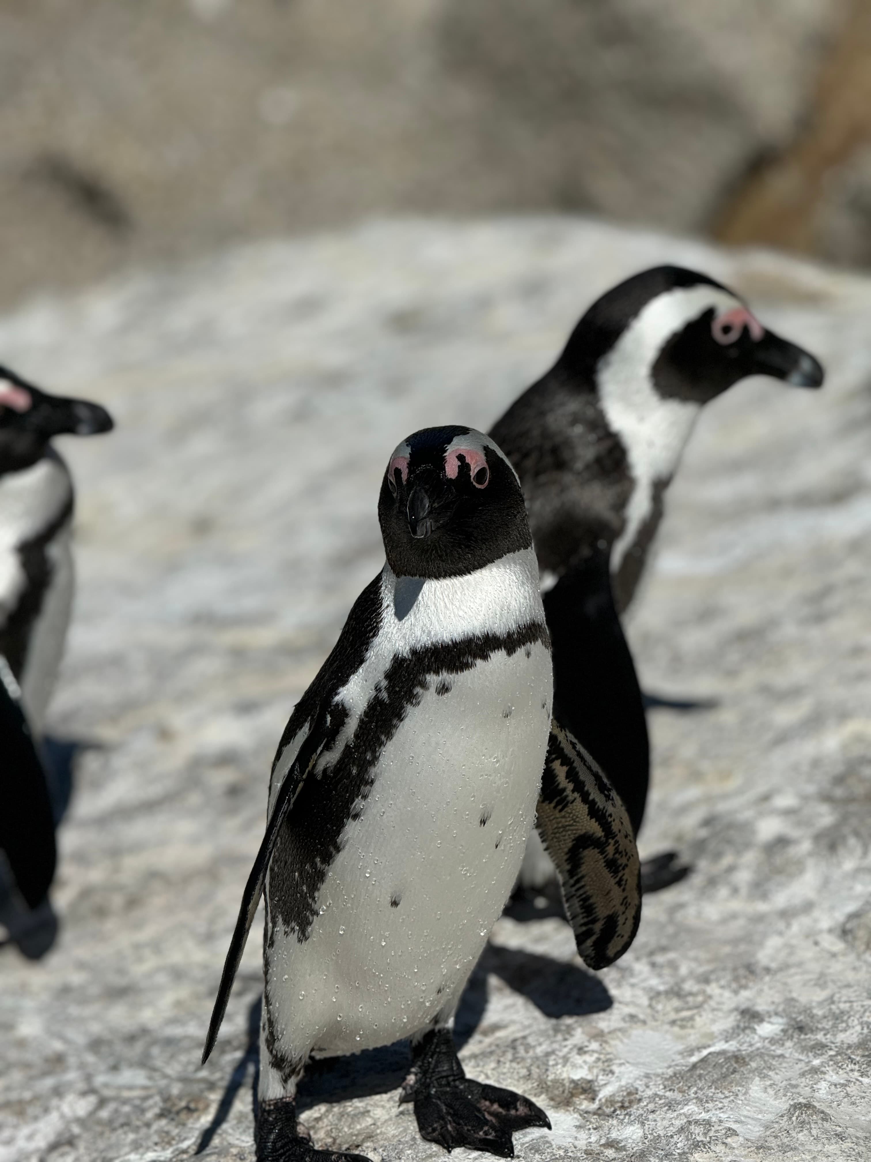 Boulders Beach penguins