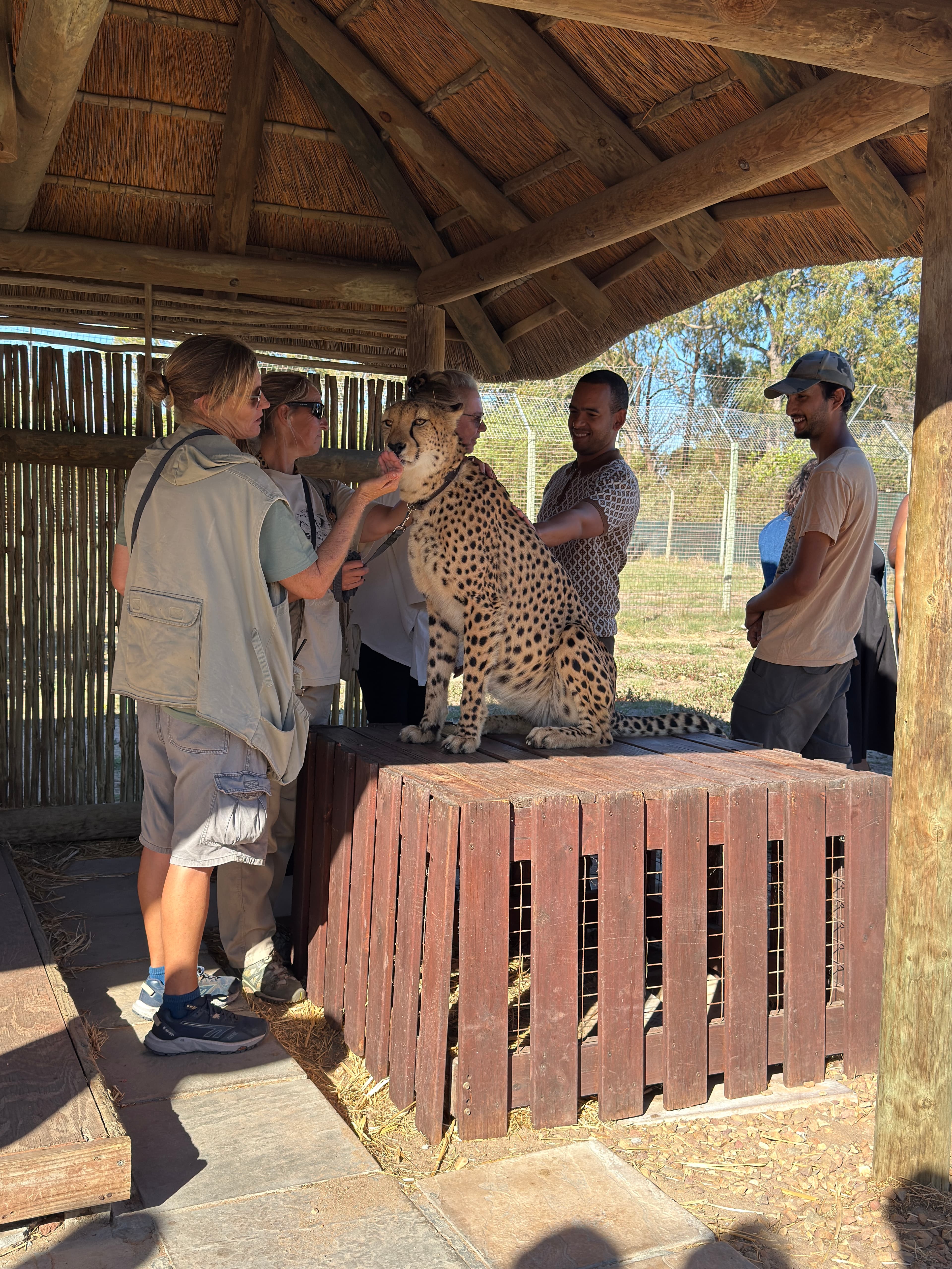 Cheetah Outreach Wildlife Experience