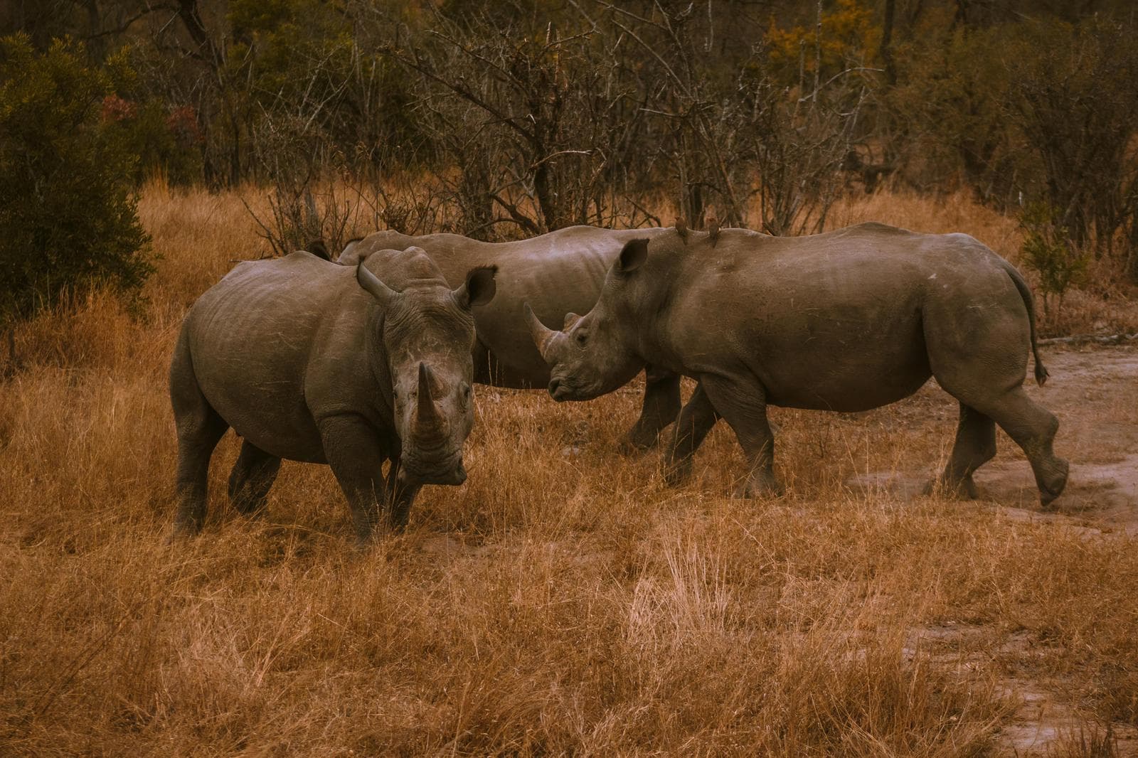 Safari Wildlife Experience