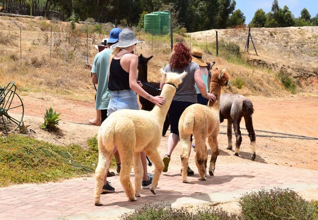 The Alpaca Loom Coffe and Llama Farm Experience