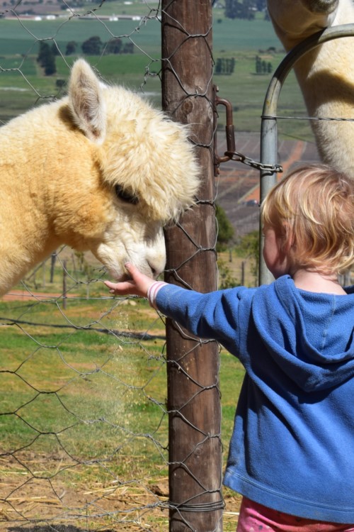 Child interaction with llamas