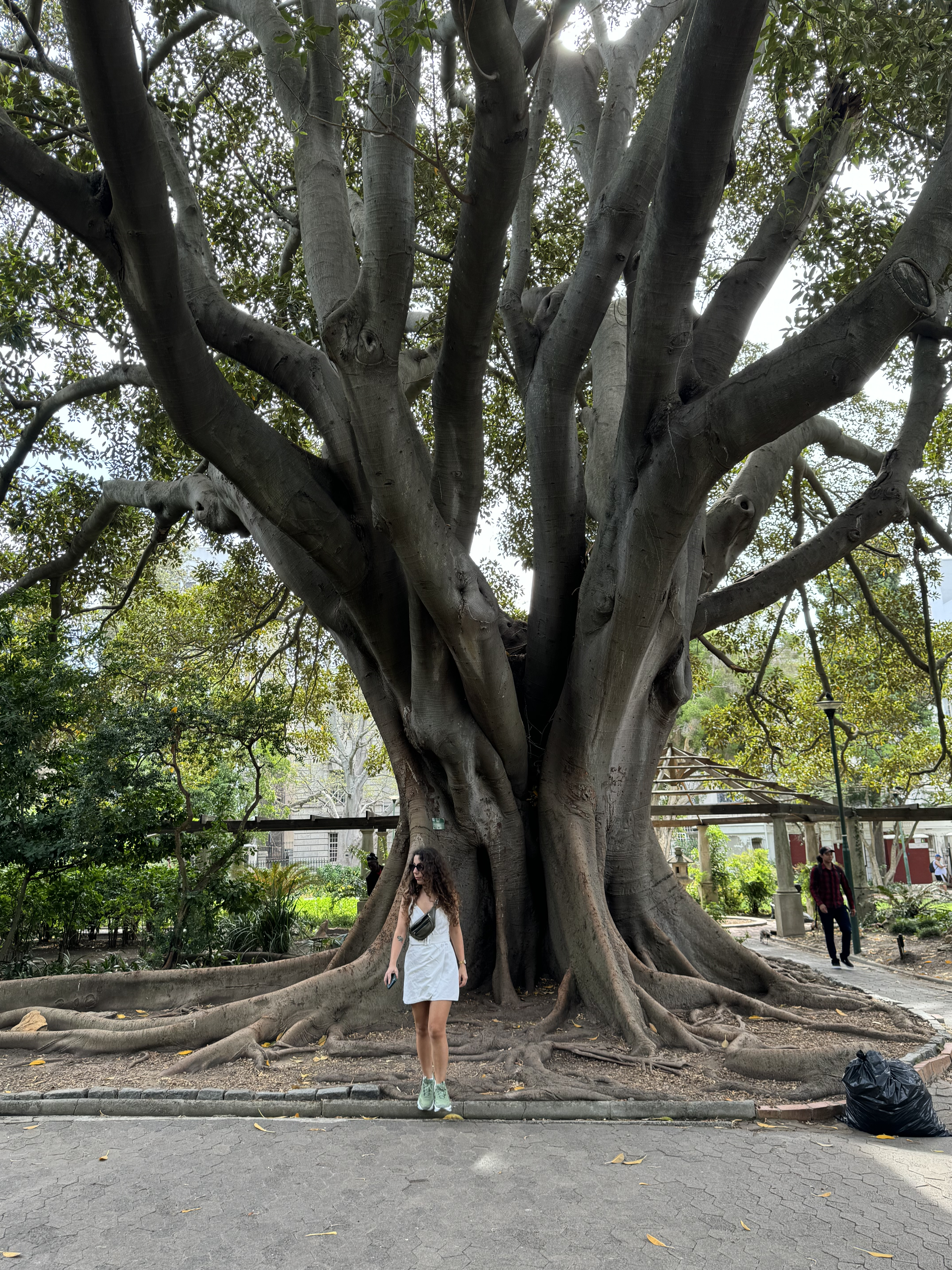 Historic tree in the Company's Garden