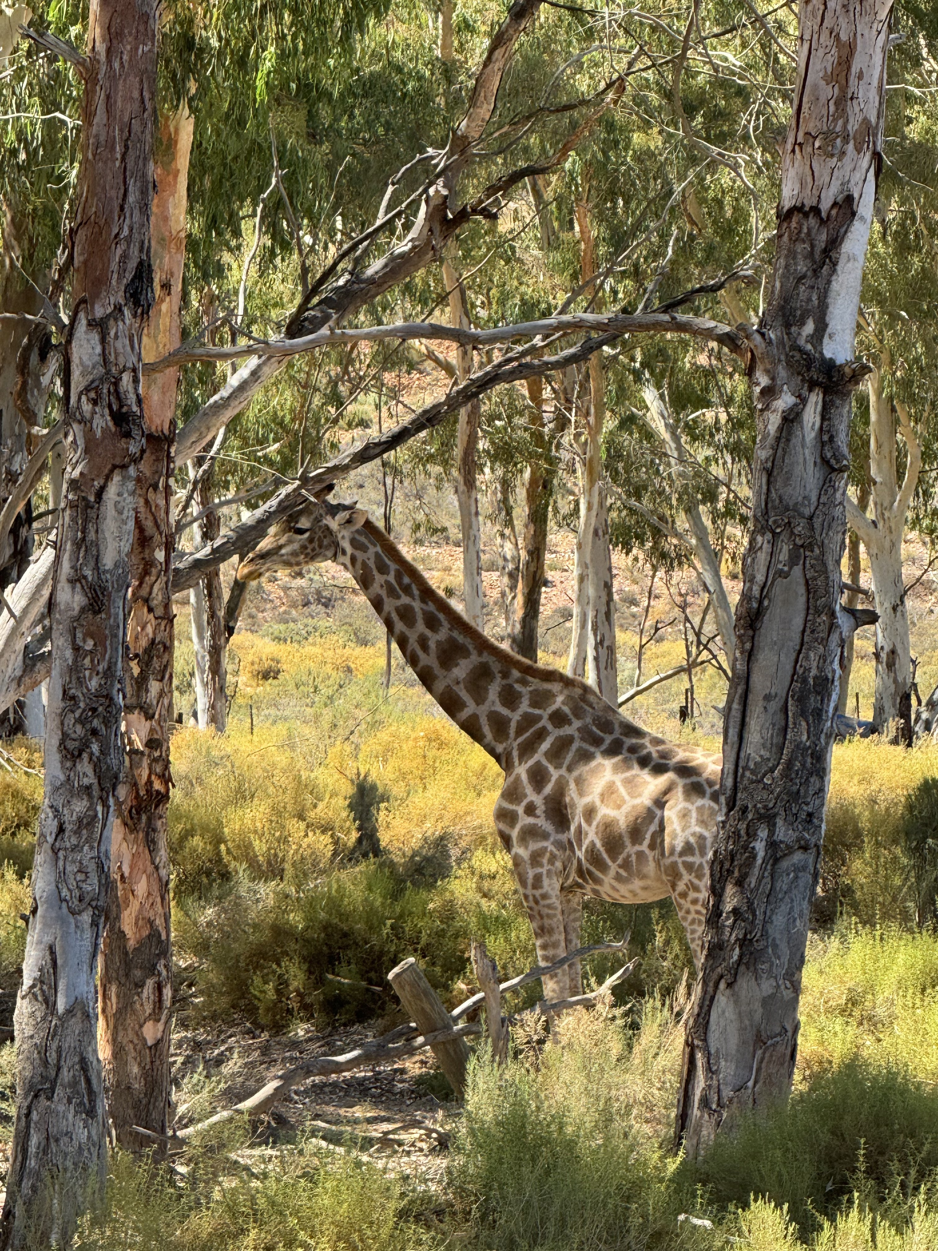 Giraffe seen during safari