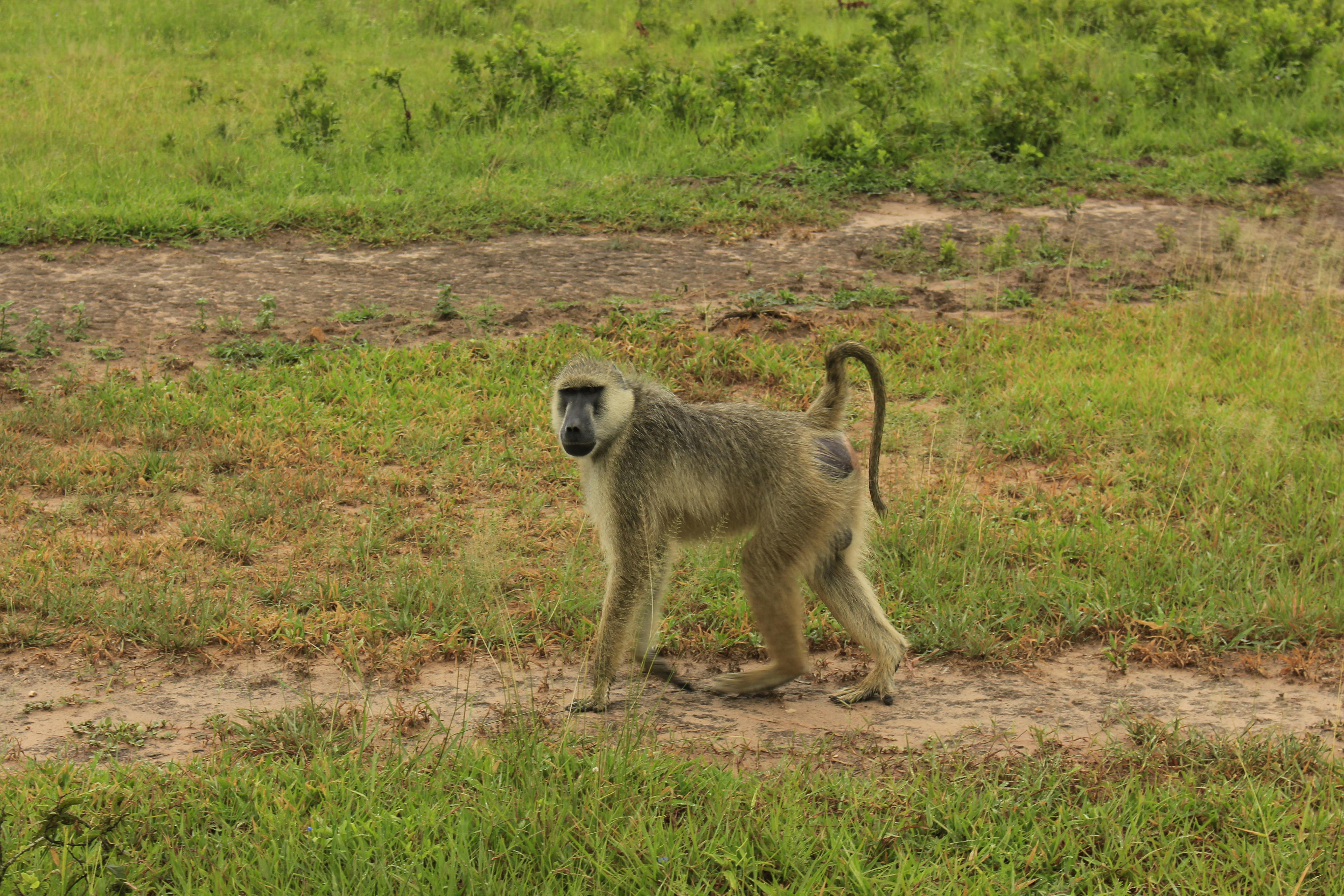 Baboon seen near Cape Point
