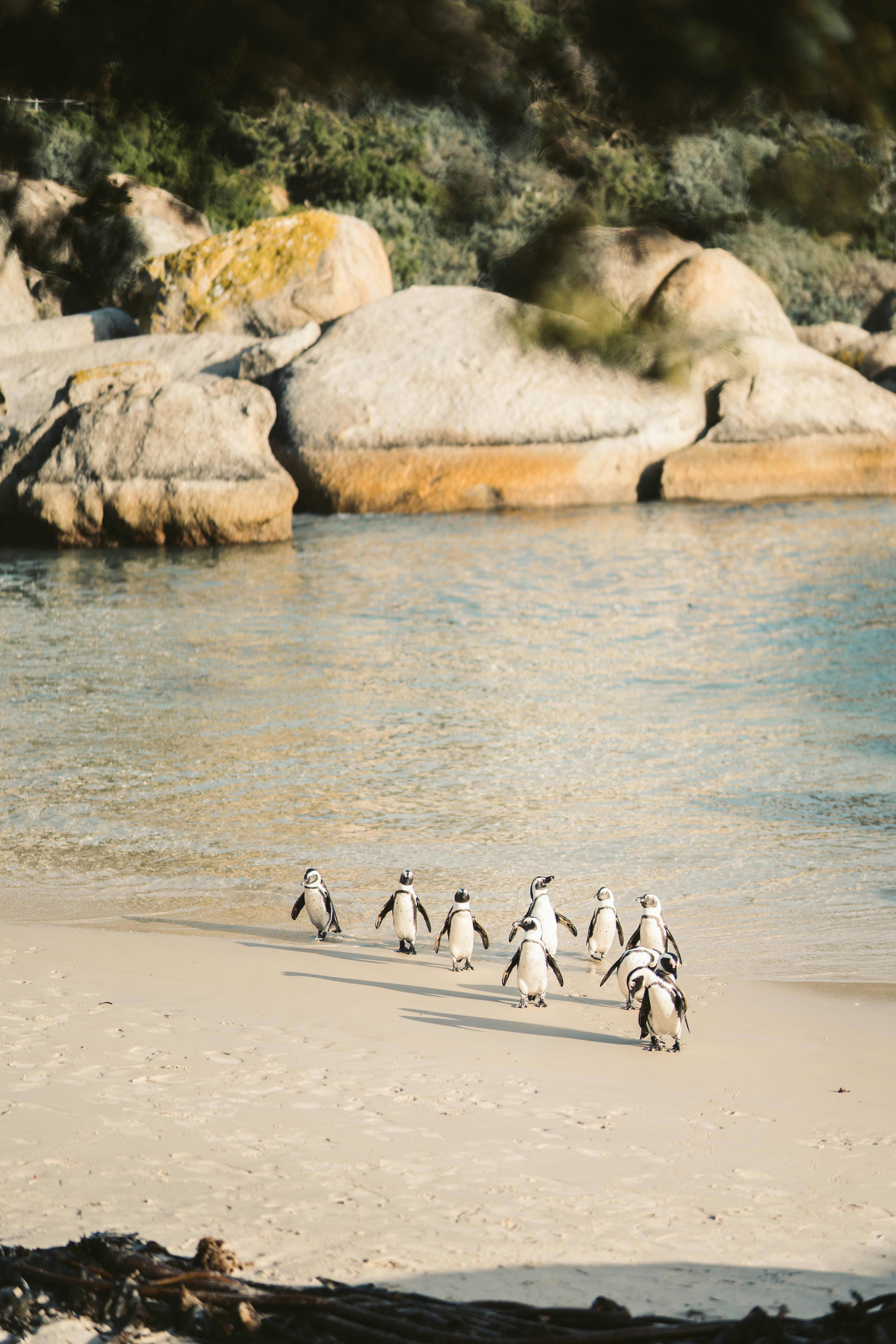Penguins on the beach at Boulders